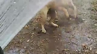 Golden dog getting sprayed with water and drinking it