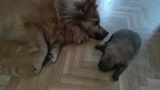 Big dog plays with new born puppy