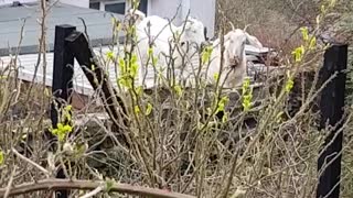 Goats Climb onto the Roof