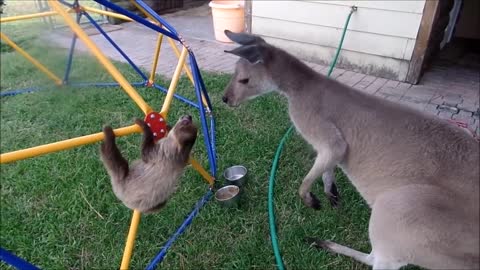 Baby Sloths Being Sloths_