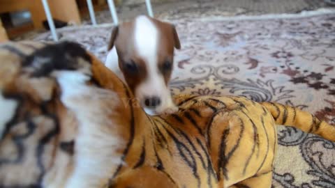 Cute puppies playing tiger