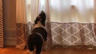 Howling dog pulls off the perfect "awooo"