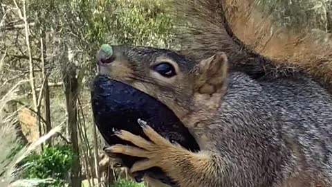 Squirrel Snacks on Tasty Avocado