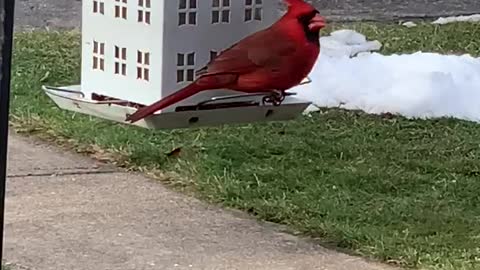 Visited by a Red Cardinal Bird