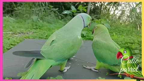 Ringneck Parrot Videos Compilation