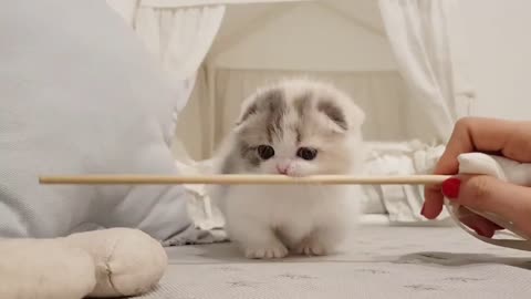 Funny Pet Videos and Accessories cute cat