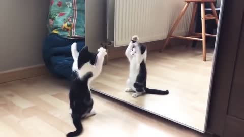 mirror and cat funny video
