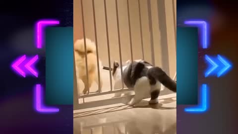 Cute Pets And Funny Animals Compilation cats lover