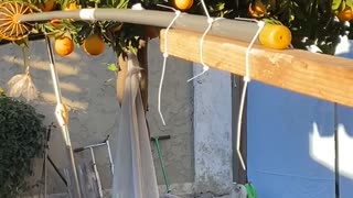 Grabbing Fruit Over the Fence
