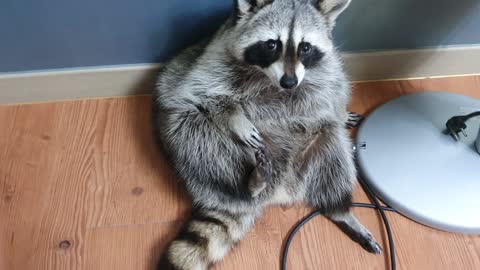 Raccoon sits like a human and suddenly wakes up crying.