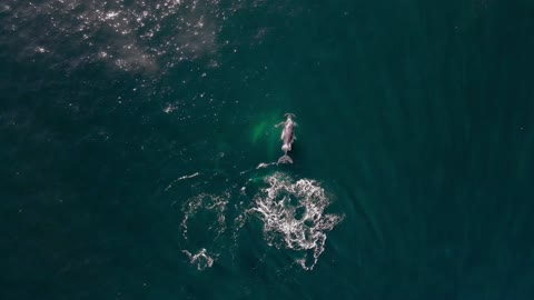 blue whale with drone spinning sound