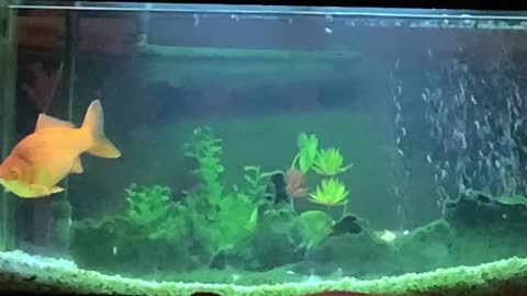 Goldfish in a tank