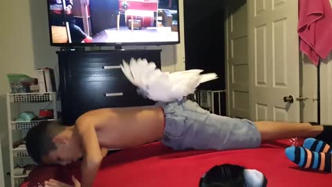 Cockatoo joins owner for epic push-up workout