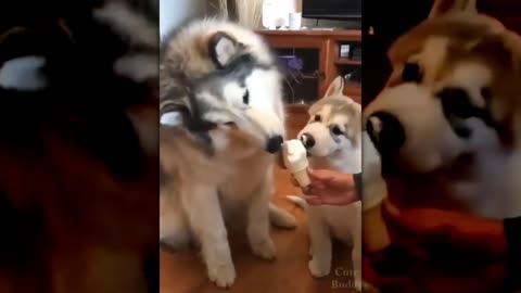 Husky eating ice cream¡¡¡❤ 🐺🍧 🍨