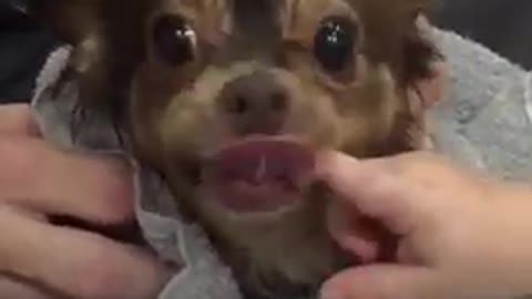 Cute Chihuahua Dog Bites Baby in Super Slow Motion 2021