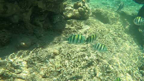 Fish swimming in the Red Sea, colorful fish, Eilat Israel 2