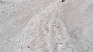 Beautiful cat walk in the middle of the snow