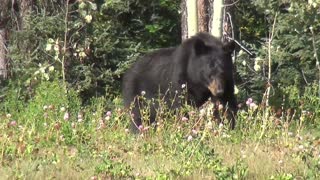 Black Bear Free