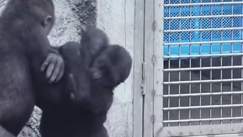 Funny chimpanzee