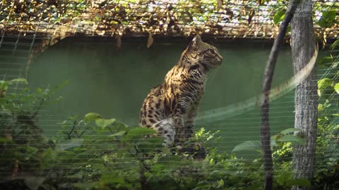Leopard Mammal Carnivorous - القطط الأسيوية أكلة اللحوم