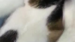 Cute Small Cat Sucks Milk From a Male Cat