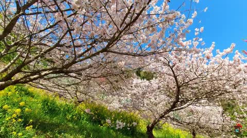 Beautiful Cherry Blossom (Sakura) in Nishihirabatake and Aguri Sagayamaen Park,Matsuda. Kanagawa