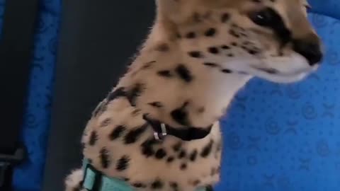 Serval in the back seat