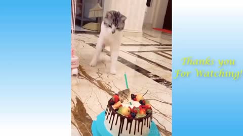 Funny animal compilation videos part 1