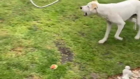 Pup runs in circles trying to catch water from the sprinkler