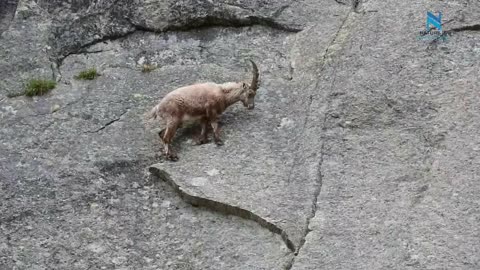 Mountain Climbing Goats | ibex cliff climing |* Nature is Everything*