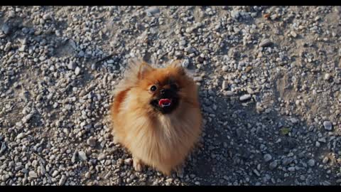 Owner hand holding feed for training red haired spitz on walking