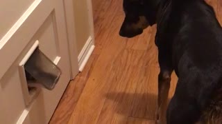 Black dog watches other dog try to go through small doggy door but fail