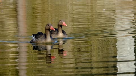 couple of geese