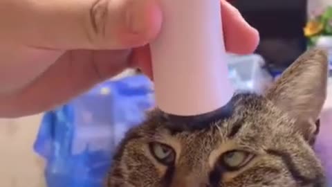 kitten receiving a massage on the head