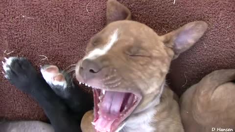 Cat Meets Pitbull Puppies- Hilarious