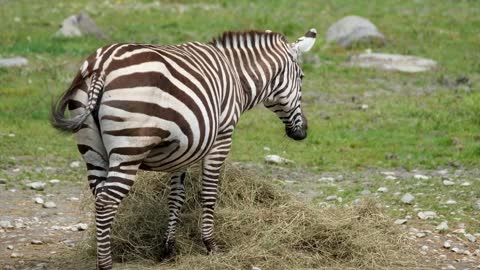 Zebra e suas características/animais