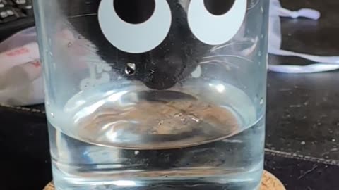 Cat Drinks From Googly Eye Glass
