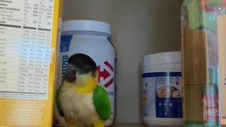 Parrot is busted trying to sneak some snacks