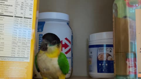 Parrot is busted trying to sneak some snacks