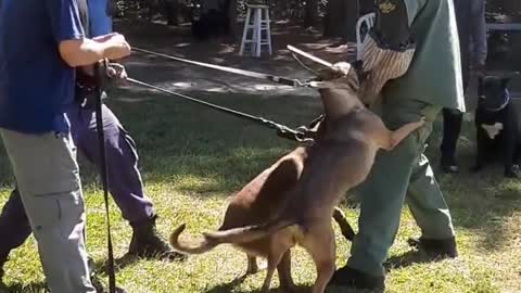 2 Belgian Malinois bite work training