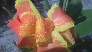 Beautiful canna indica flower, red and yellow, with bees and raindrops [Nature & Animals]