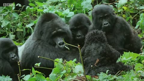 Robot Spy Gorilla Intricate a Wild Gorilla Troop | Mystery of Wildlife
