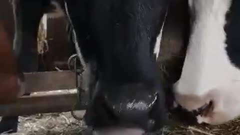 The cute calf eats fresh hay, chewing sweetly