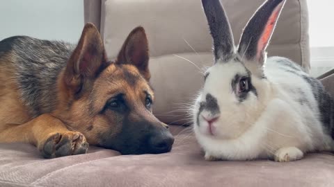German Shepherd Confused by a Meeting with a bunny