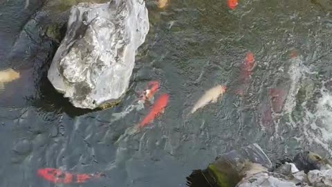 Koi fish - A lot of Koi in a pool