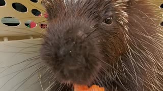 Whoopee loves his veggies listen with the sound on