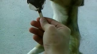 Excited dog eating ice cream