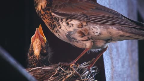 Bird taking care of the chicks in the nest - With great music