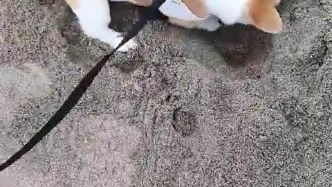 Welsh Corgi Digging