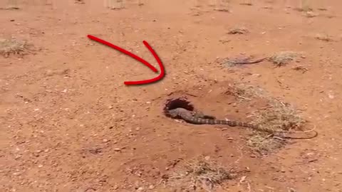 Perente lizard pulls rabbit from burrow and swallows it whole